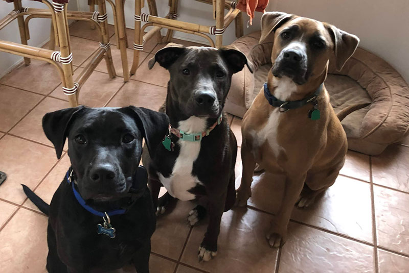 Dogs-Image Stu Butler Family