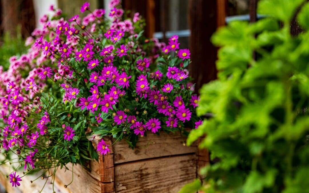 Green Up Your Outdoor Space: The Best Plants for Your Patio